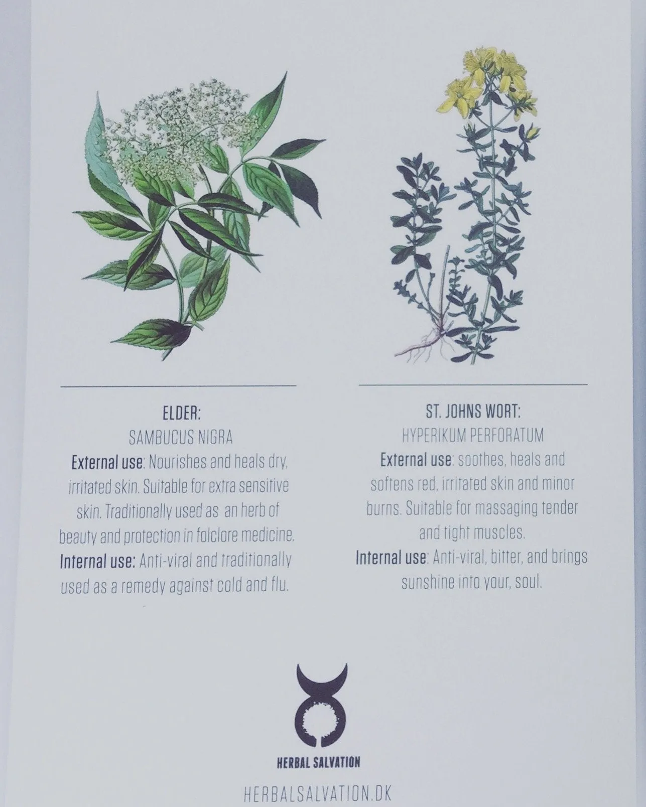 Postcard in english: Yarrow/Elder