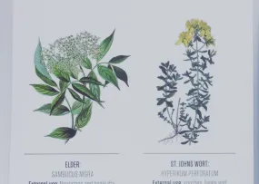 Postcard in english: Yarrow/Elder